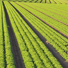 Lade das Bild in den Galerie-Viewer, Carbuna AHC Pflanzenkohle mit mineralischem Dünger | N-Dünger