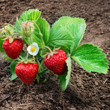 Lade das Bild in den Galerie-Viewer, Carbuna AND Amino-Nährstoff-Dünger, flüssig | N-K Dünger